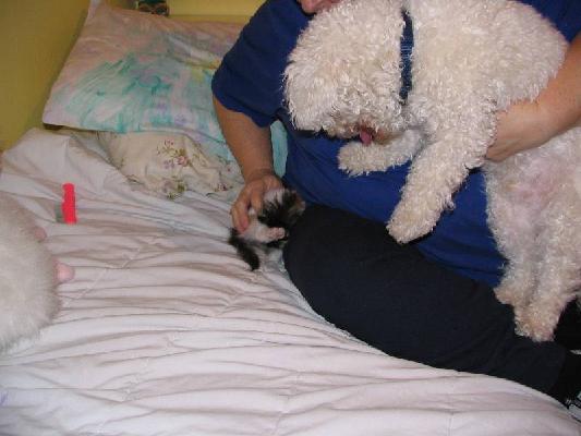 Riley and Abby Dec 2004 007.jpg